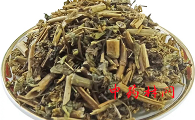 菊苣栀子茶的功效与作用