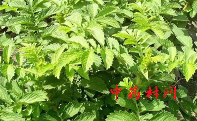 射干的种植技术有哪些？