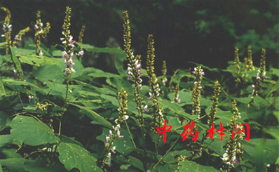 野蜂蜜多少钱一斤？土蜂蜜多少钱一斤？