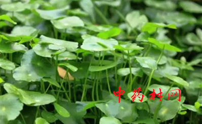 香芋怎么种好？