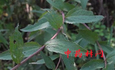 雪莲花药用价值,雪莲花药材