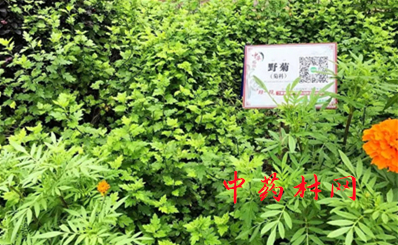 竹荪种植成本怎么样？竹荪种植前景如何？