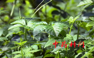 种植什么药材赚钱？