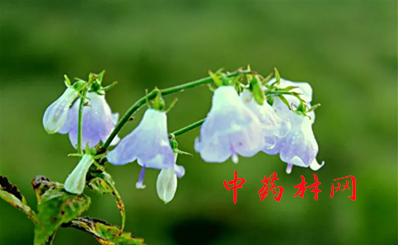 女贞子药用功效,女贞子的功效及治病范围