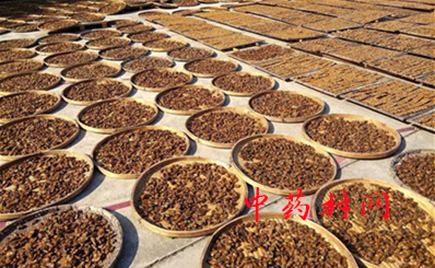 什么人不能吃照山白浸膏片,中药照山白的性味归经功用主治